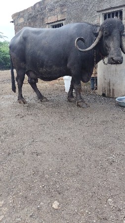 પુકાશ