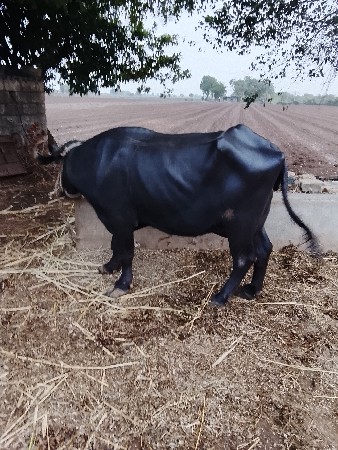 भेस वेस वानी छे3वेतर