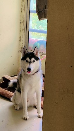 husky vechava nu chhe ahemdabad