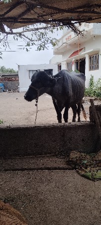 ખડેલું વેચવા નું છે