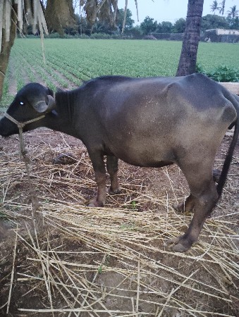 પાડી વેચવાની છે