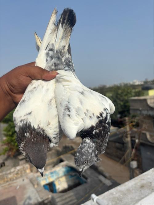 Kabootar