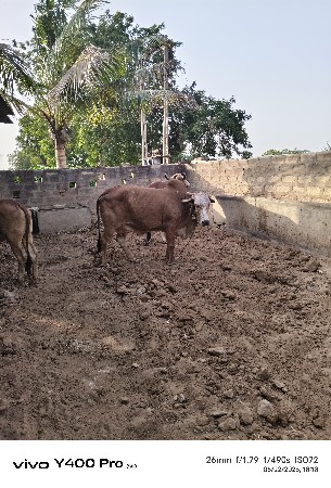 ગાય વાંચવની છે