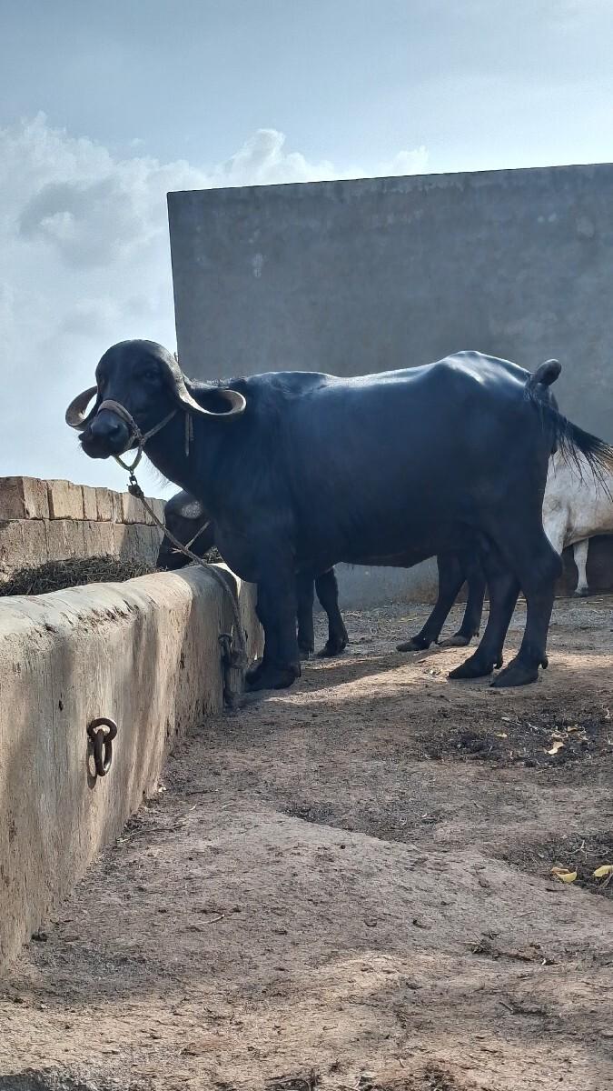 ભેશ વેચવાની છે