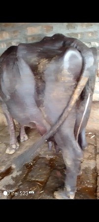 ભેંશ વેસવા ની છે