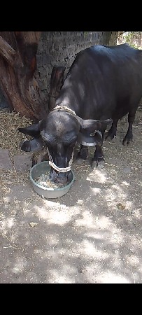 bhes vechvani chhe