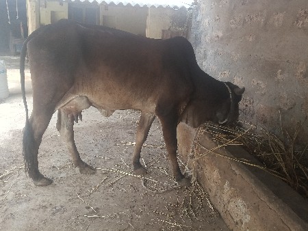 પેલું..વેતર ગાય વેચવાની છે