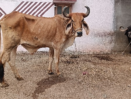 એક વાવણી