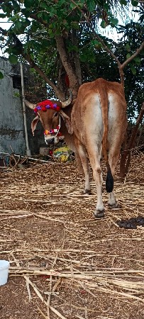 ગોધાલો વેચવાનો છે