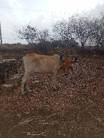 ગોઢલા વેચવાના છે