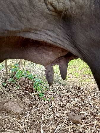 ભેંસ વેચી દેવાની છે.
