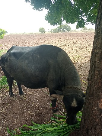ભેંસ વેચવાની છે