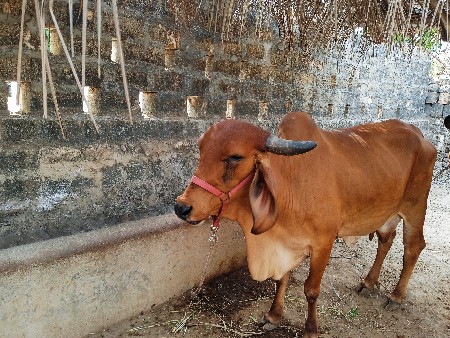 બે ગાય વેચવાની છે