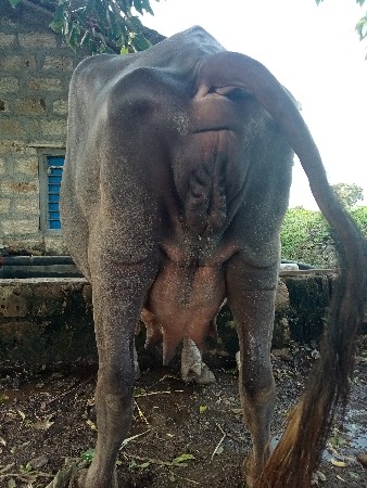 ખડેલી વેચવાની છે