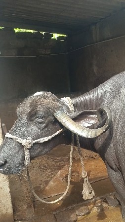 ભેંસ વેચવાની છે