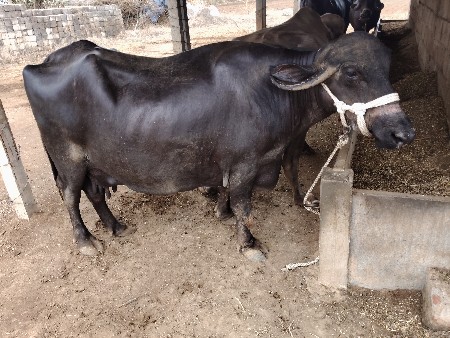 ભેંસ વેચવાની છે