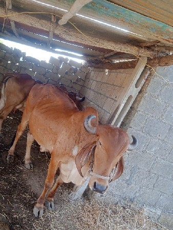 આ ગાયો વેચવાની છે