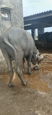 અઢી વરસ નો સે પાડો વેસવાનો સે