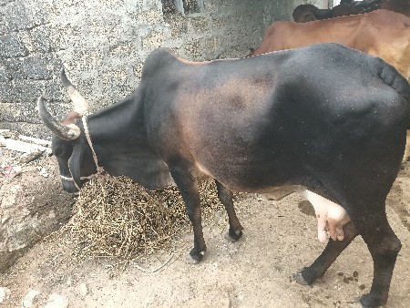 ગાય વેસવાની છે