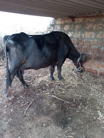 2‌ભેસૂ વેસવાની સે