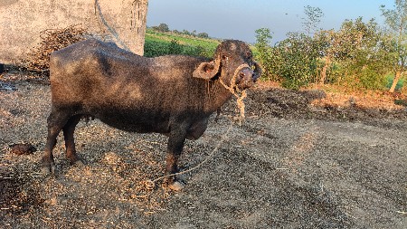 20 દીવસ ની વાર છે