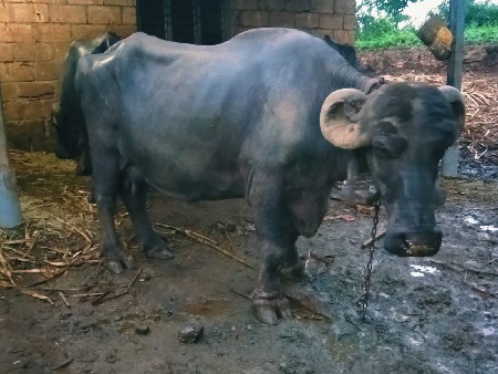 ભેંસ વેચવાની છે