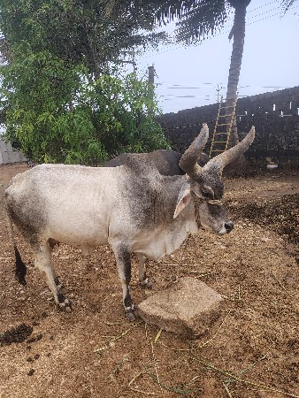 કાંકરેજ ગાય વેચવાની છે