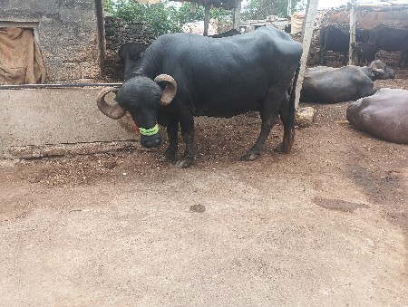 ભેસ વેચવાની છે