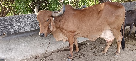 ગાય વેસવા ની છે.ફૂલ જવાબદારી સે