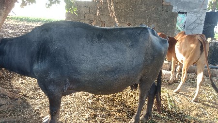 વેસવાની