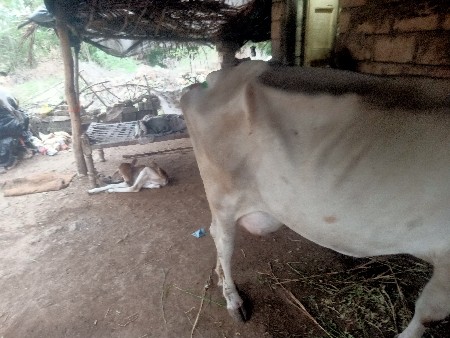 ગાય વેસવાની સે