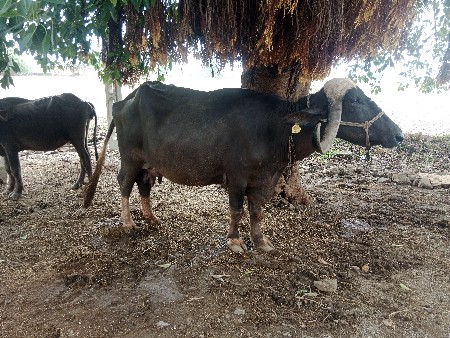 ભેંસ વેચવાની છે.
