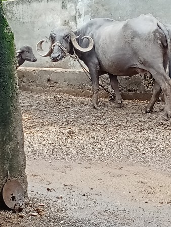 ભેંસ વેચવાની છે