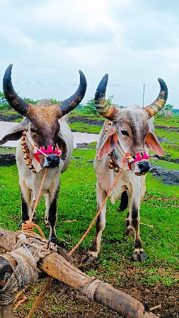 તાલાપુરા ની ફુલ જવાબદારી ફૂલ ગેરંટ