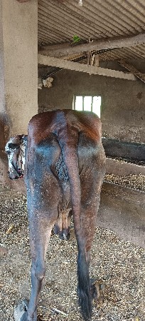 છ મહિના ગાભણી