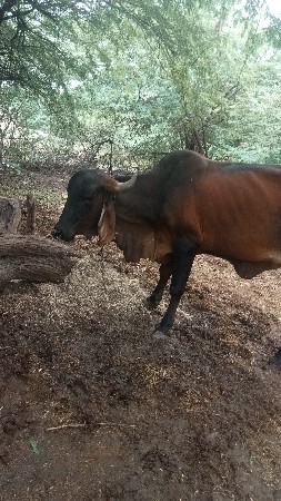ગાય વેચવાની છે