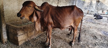 બીજુ વેતર