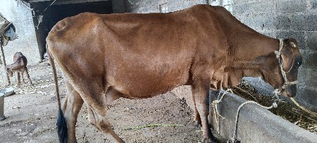 જર્સી ગાય