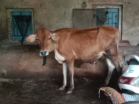 જર્સી vasdi વેચવાની