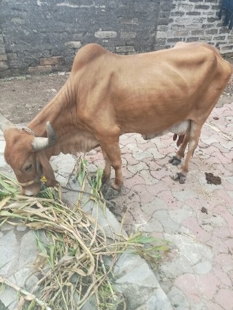 ગાય વેશાવાની છે