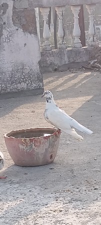 કબુતર