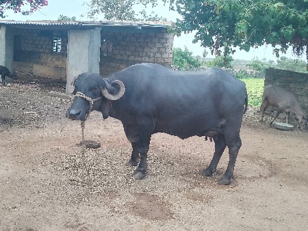 ભેસ વેચવાની છે