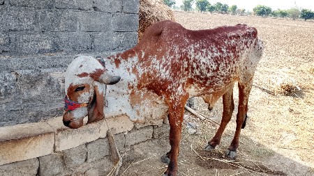 જમણી બાજુ ચાલે . મફત માં આપવા નો છે