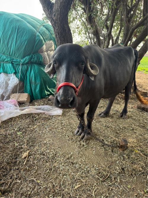 1 વેતર