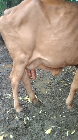 vechavani che
