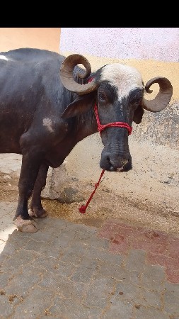 ભેંશ વેચવા ની સે
