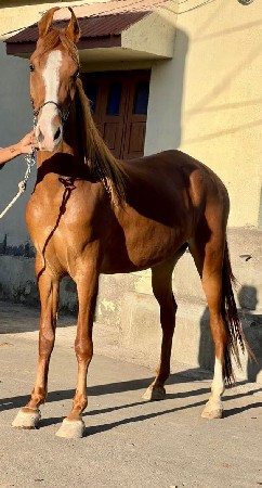 ghodi vechvani che