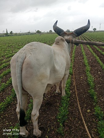 ગોવેચવાનોછે