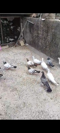 video joye to mali jase