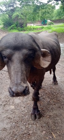 પાડો વેચવાનો છે